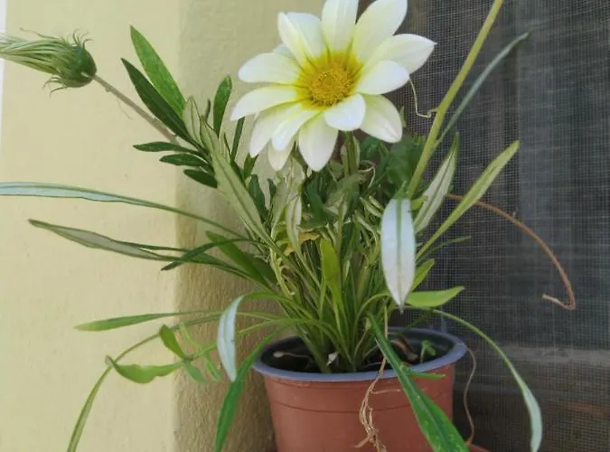 شقة House Leo & Mary *